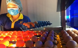 Soi cực tím, tìm trứng gà sạch chuẩn &#34;4 sao&#34; ở nhà máy trứng hơn 100 tỷ