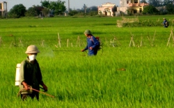 Nghề “xịt trắng”: Biết chết... vẫn làm