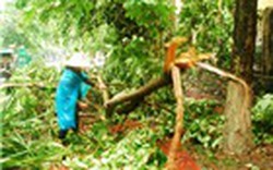 Sóc Trăng:  Lốc xoáy tàn phá  220 căn nhà