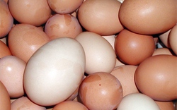 Rà soát việc thu phí kiểm dịch trứng gia cầm