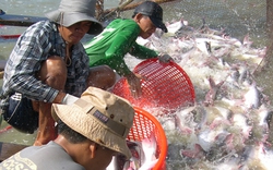 Đề xuất cứu trợ ngành cá tra: Doanh nghiệp lợi, nông dân thiệt