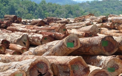 Tập trung ngăn chặn buôn lậu gỗ xuyên quốc gia