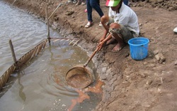 Sóc Trăng: Nuôi artemia trên ruộng muối