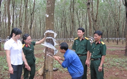 Biên cương ngời một chấm xanh...