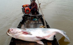 Bắt được cá tra dầu &#34;khủng&#34; nặng 72 kg ở An Giang