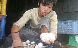 ĐBSCL: Dân chăn nuôi long đong theo quả trứng
