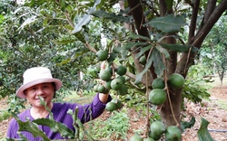 Lâm Đồng: Đổ xô trồng mắc ca bằng giống trôi nổi
