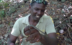 Rắn lải: Loài rắn hiếm nhất thế giới