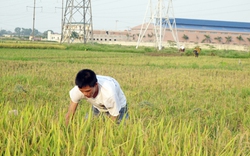Hà Nội: Giữ ổn định diện tích đất lúa 92.000ha