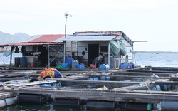 Khánh Hòa: Rút  kinh nghiệm vụ người nước ngoài nuôi cá