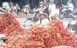 Cho chôm chôm ra hoa sớm