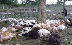 Đàn cừu 173 con đồng loạt chết vì sét đánh