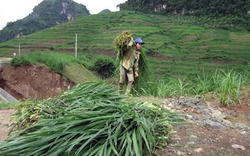 No ấm về Chiềng Khoang