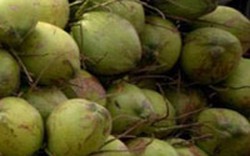 Giảm thuế xuất khẩu dừa quả xuống 0%