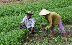 Cần giữ rau an toàn với phân bón