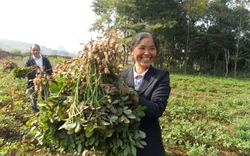 Phát triển nông nghiệp Cao Bằng: Nỗ lực lách qua cửa hẹp