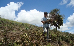 Vườn cà phê gần 1.000 cây bị phá hoại