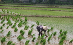 Ninh Bình: Chú trọng nâng cao thu nhập của người dân