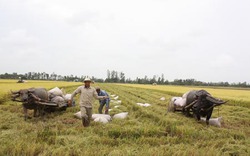 Thu mua tạm trữ 500.000 tấn gạo: Giá lúa tăng, xuất khẩu vẫn trì trệ
