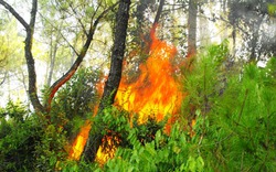 Cháy rừng thông, 3 hecta mất sạch
