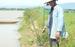 Đà Nẵng:  Sông “gặm” dần vùng rau sạch