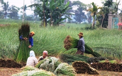 Phân bón đa yếu tố NPK với cây cói Nga Sơn