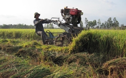 Sản xuất lúa 2012: Năng suất tăng, vẫn thu lợi thấp