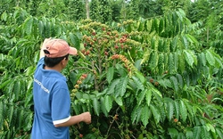 “Ma trận” chứng nhận GAP làm khó nông dân