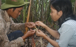 Nữ kỹ sư về làng, lội ruộng cùng nông dân