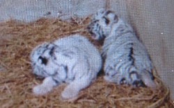 Nghệ An: Hổ vàng bất ngờ sinh ra... hổ trắng