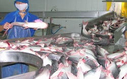 Giá cá tra tăng, người nuôi vẫn lỗ nặng