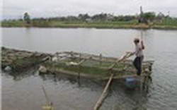 Quảng Nam: Nuôi cá lồng ở Thủy điện Sông Tranh 2