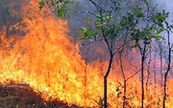 Quảng Ngãi: Cháy 30ha rừng