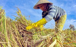 Đề xuất nhiều giải pháp thay thế tạm trữ gạo
