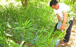 Ông thương binh “say” gừng