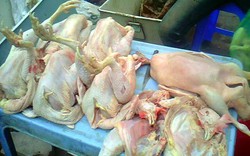 10 tấn gà thải vào thủ đô mỗi ngày