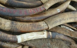 LHQ công bố kế hoạch cho buôn hợp pháp ngà voi