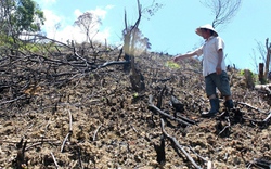 Kẻ xấu đốt rừng, nông dân thiệt hại nặng