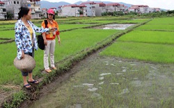 Bắc Giang: Giống lúa lai làm hại người dân
