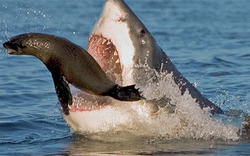 Tại sao cá mập không bao giờ bị sâu răng?