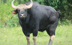 Khởi tố 8 đối tượng giết hại bò tót