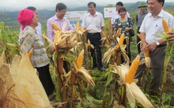 Phát triển ngô trên đất dốc vùng núi phía Bắc