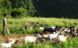 Làm giàu ở thung lũng đá