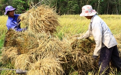 Biện pháp tạm trữ lúa gạo mới: Hỗ trợ trực tiếp đến người trồng lúa