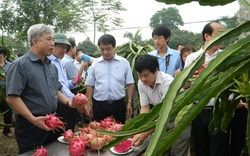 Thanh long ruột đỏ hợp đất đồi gò Hà Nội