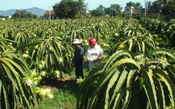 Thanh long vào siêu thị Mỹ