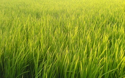 Bình Định: Triển khai 210 cánh đồng có giá trị thu nhập cao