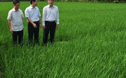 Hà Giang: Phát triển nông nghiệp gắn với du lịch