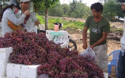 Nhan nhản nho Trung Quốc “đội lốt” nho Mỹ