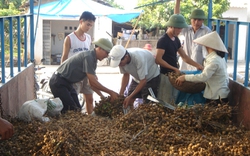 Trồng nhãn thu lợi nhuận cao